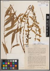 Foto von Salix excelsa S. G. Gmel.